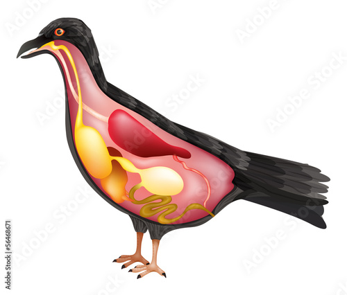 Anatomy of the Bird