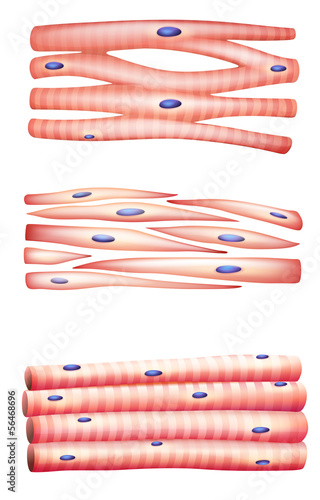 Types of muscles