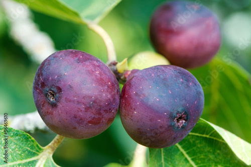 Figs growing on a tree