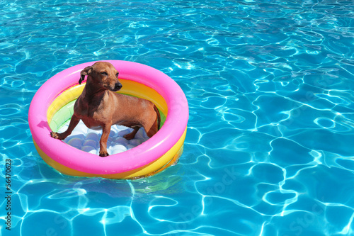 Canvas-taulu dog on airbed in the pool