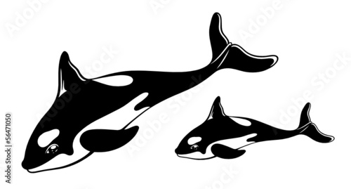 Großer Wal, Killerwal, Orca. 
