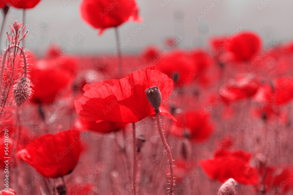 Obraz premium Red poppies