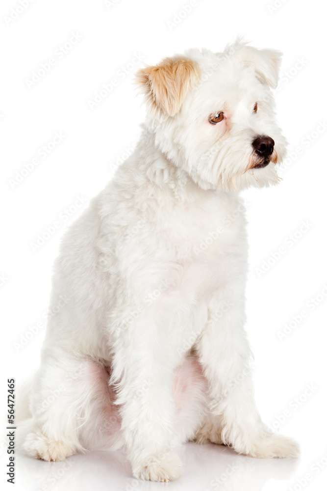 White dog on white background