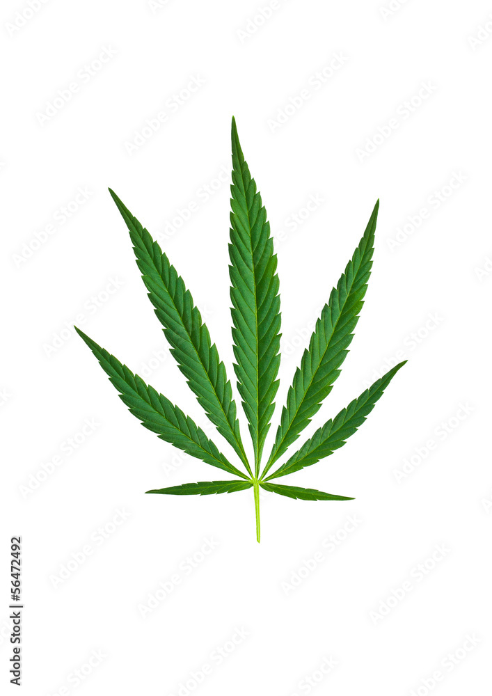 Hemp leaves on a white background Hemp leaves on a white background