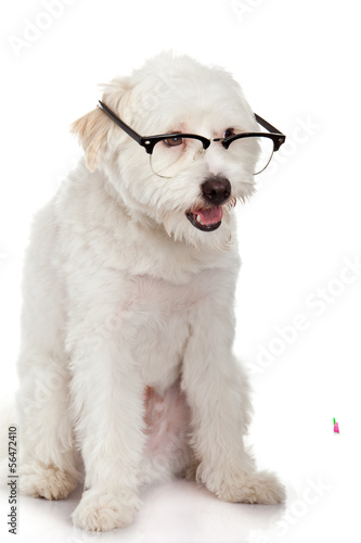 dog in glasses isolated on white background © EwaStudio