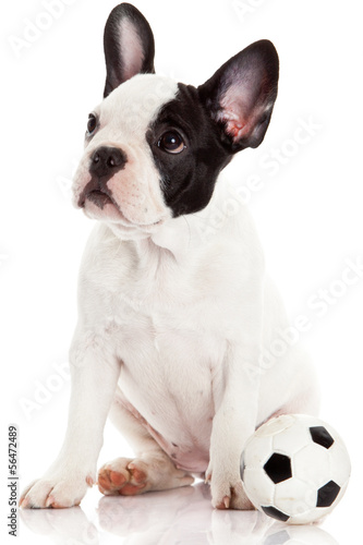 Fototapeta Naklejka Na Ścianę i Meble -  French bulldog puppy with toy  ball over white