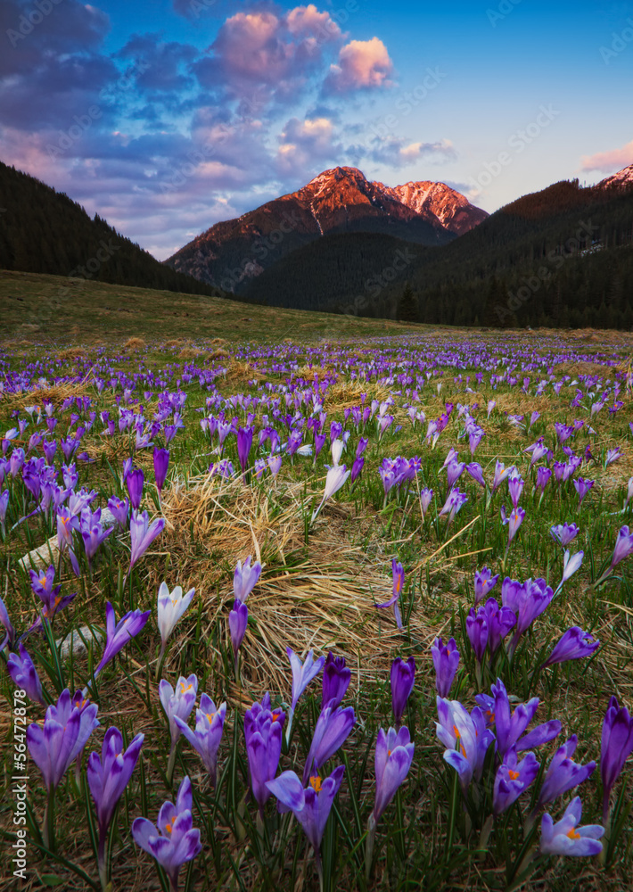 Obraz premium Kwitnące Tatry