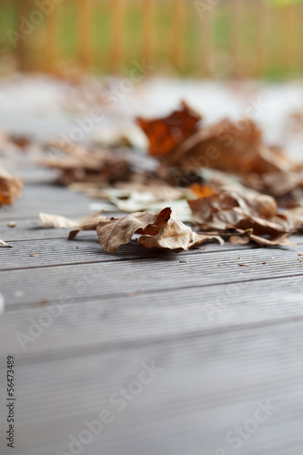 foglie d'autunno