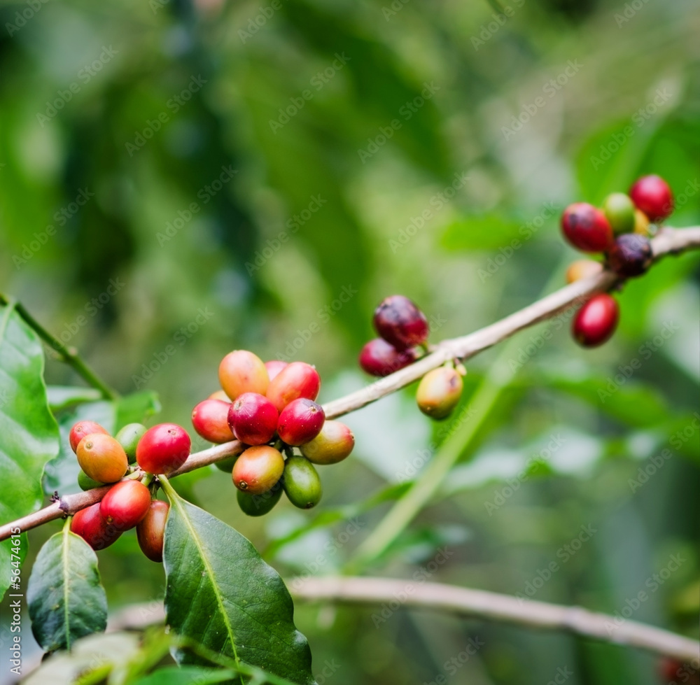 Coffee beans on the branch. Robusta Coffee Coffee beans on the branch. Robusta Coffee