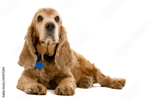 Cocker Spaniel