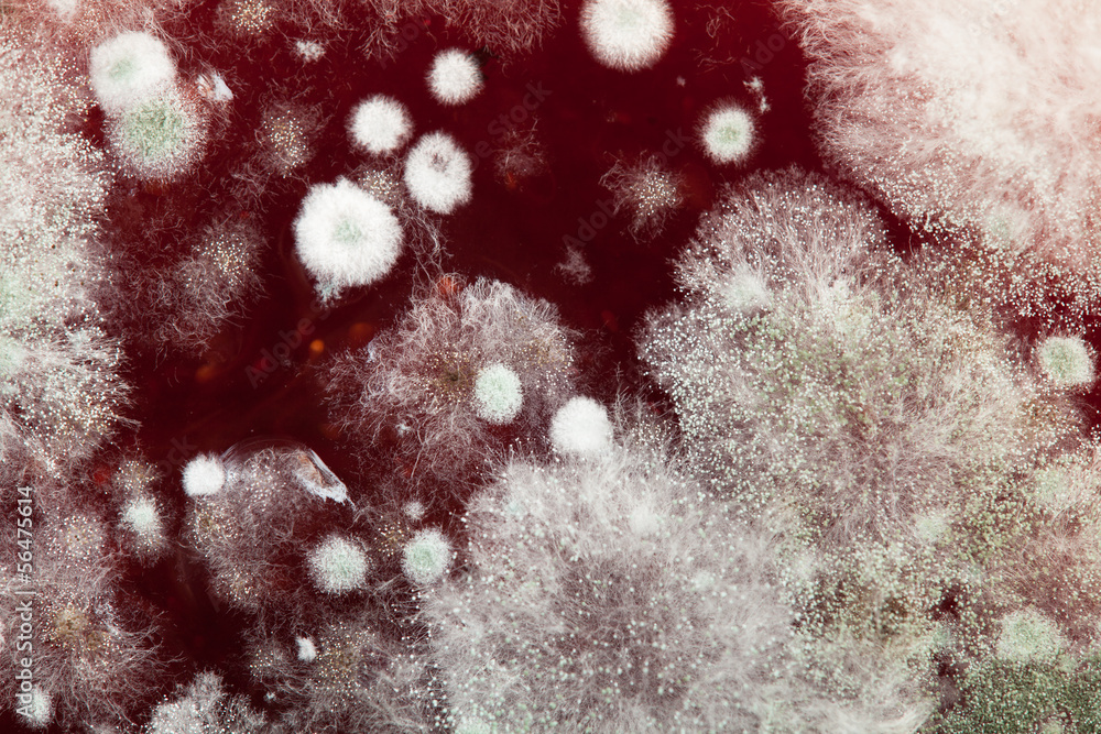 Foto Close-up of mould on jam.