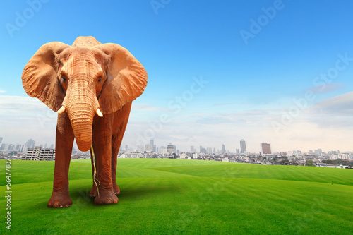 Elephant walking in grass field with cityscape background.