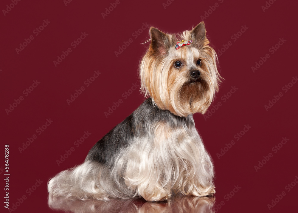 Young Yorkie on dark red background