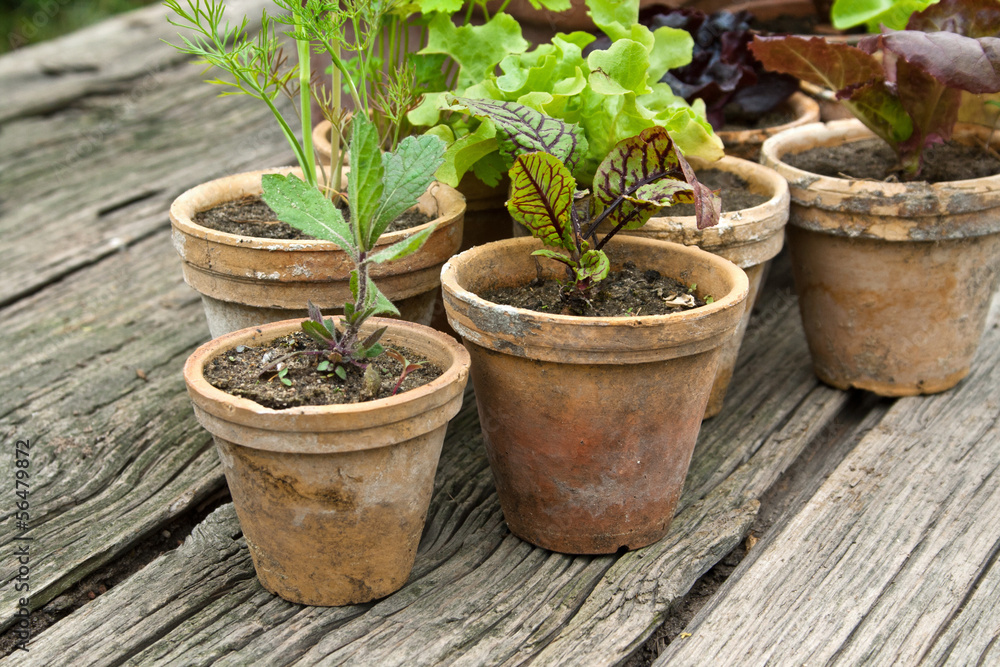 plant pots plant pots