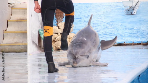 funny dolphin walks along the edge of the pool