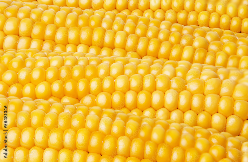 corn - background corn - background