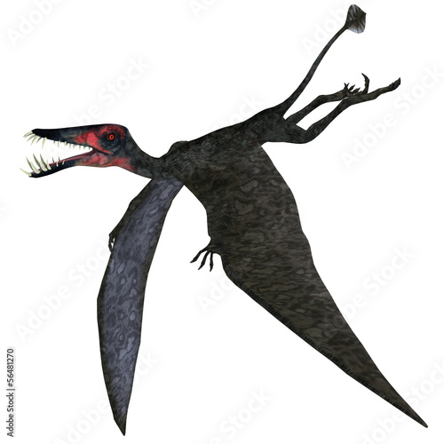 Dorygnathus Pterosaur on White photo