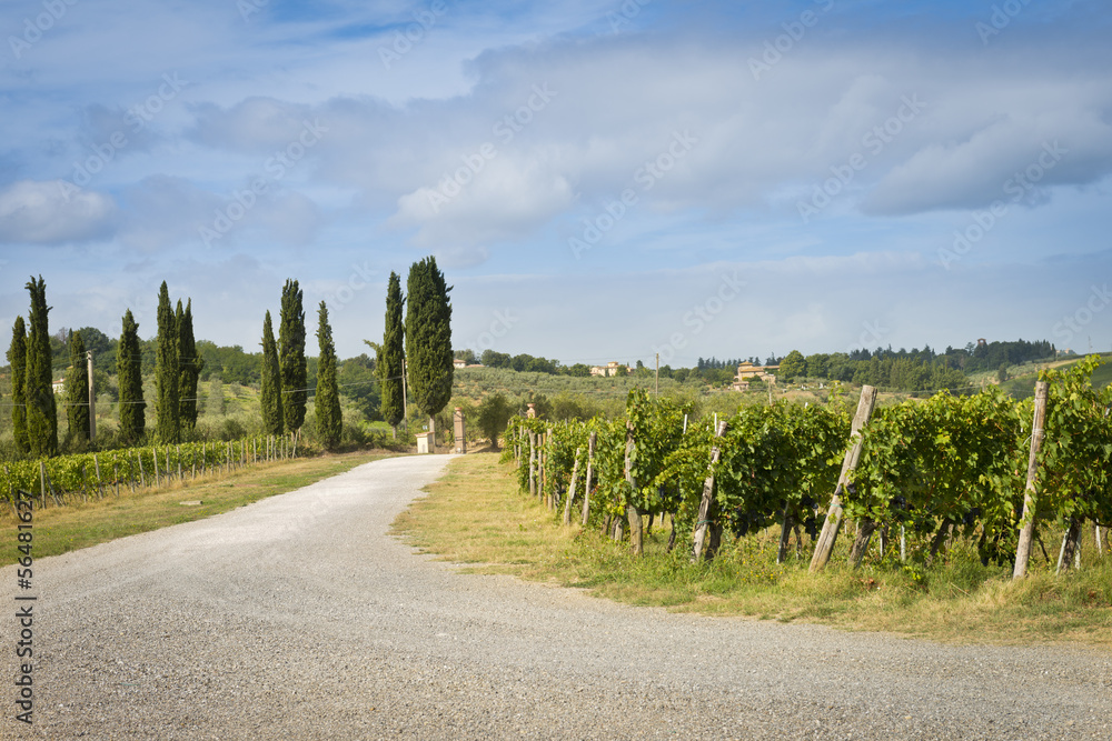 Obraz premium Road into a vineyard farm