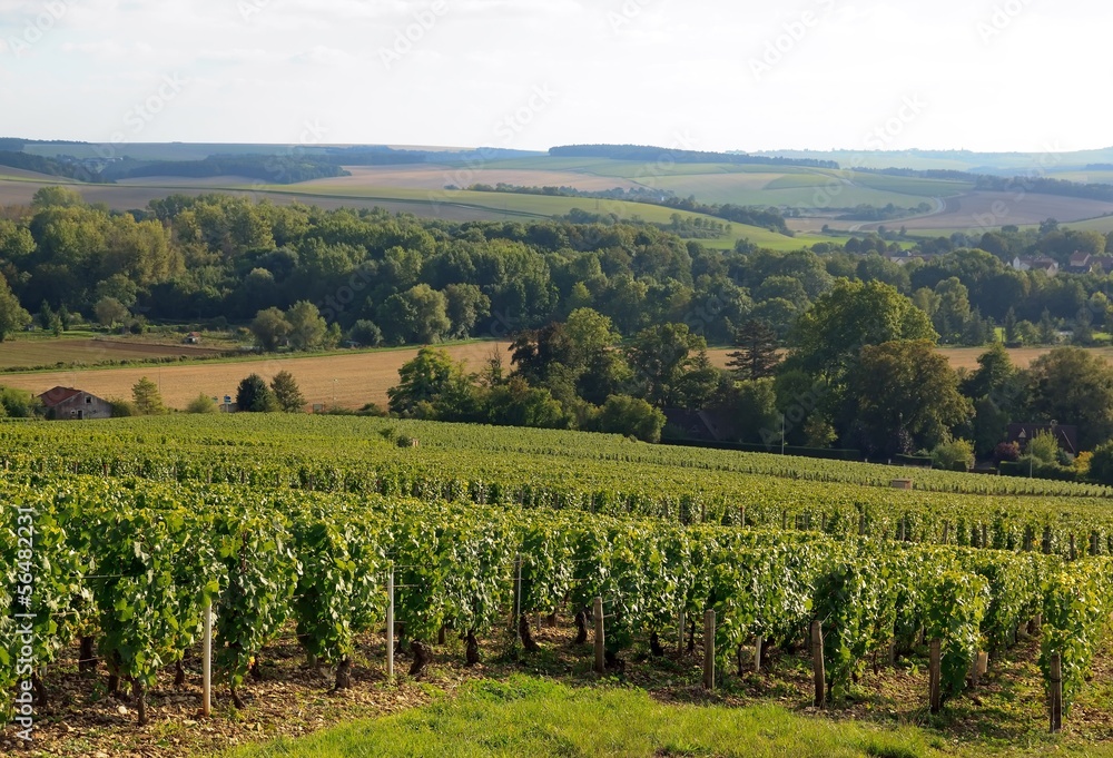 vignoble des coteaux de Chablis (Bourgogne France)