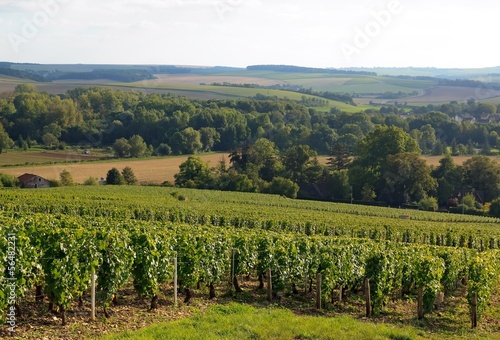 vignoble des coteaux de Chablis  Bourgogne France 