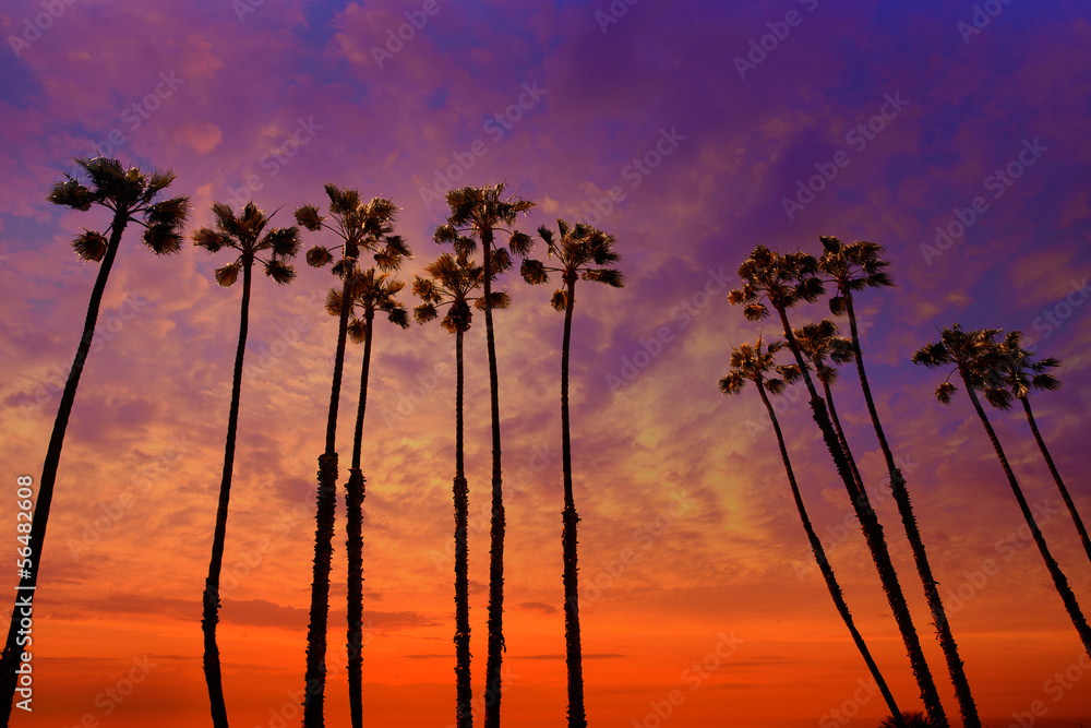 Obraz premium California palm trees sunset with colorful sky