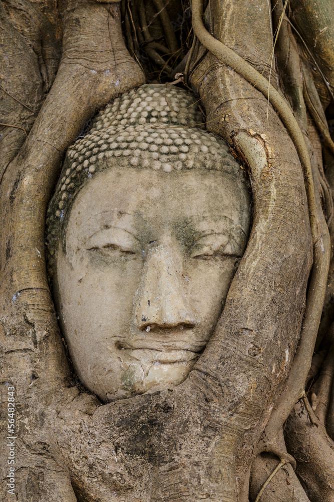 Buddha head in tree