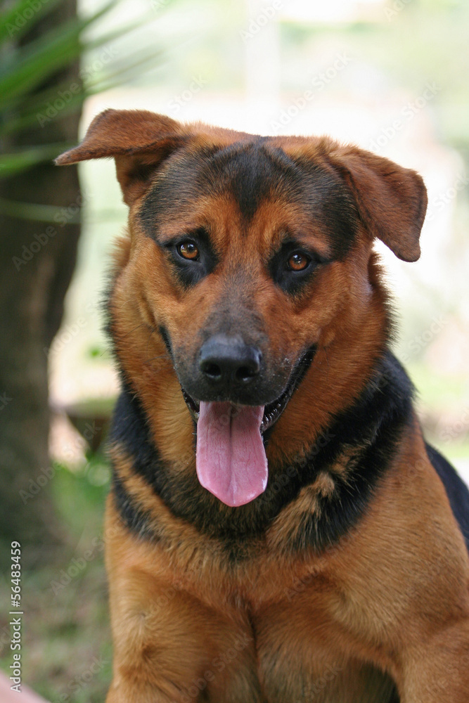 German shepherd German shepherd