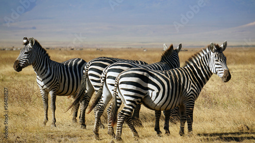 Zebras en Area de Conservacion Ngorongoro. Tanzania