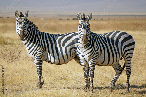 Zebras en el area de Conservacion Ngorongoro. Tanzania
