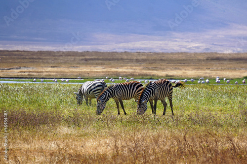 Zebras pastando en Area de Conservacion Ngorongoro. Tanzania