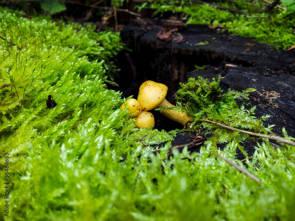 Tiny mushroom Tiny mushroom