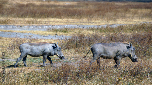 Jabalies en Area de Conservacion Ngorongoro. Tanzania