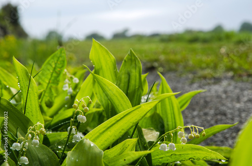 Fototapeta Naklejka Na Ścianę i Meble -  Lily of the Valley with rain drops