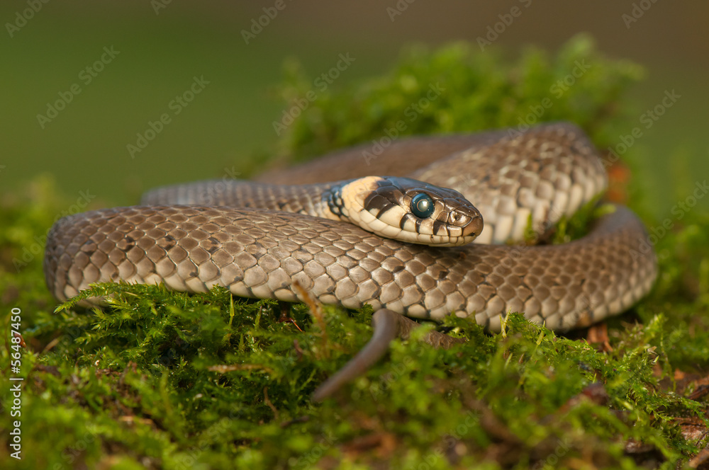 Obraz premium Grass snake