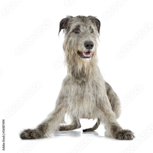 Irish Wolfhound