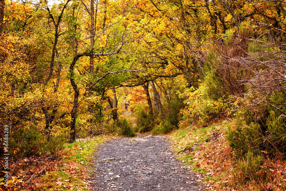 Forest path in the fall. Hayedo de Tejera Negra, Spain