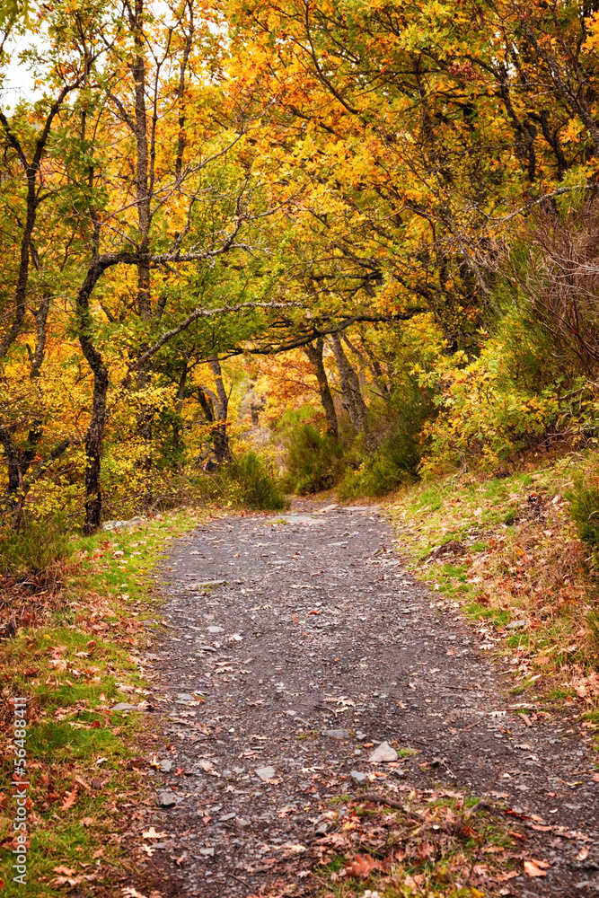 Forest path in the fall. Hayedo de Tejera Negra, Spain Forest path in the fall. Hayedo de Tejera Negra, Spain