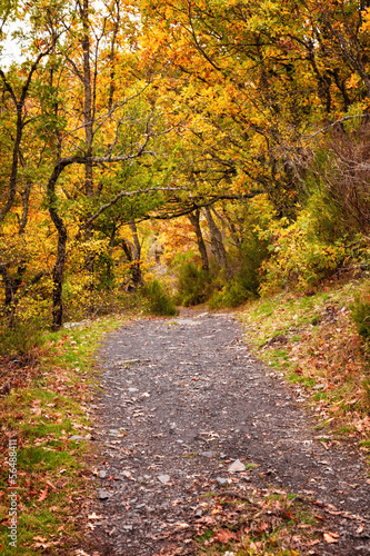 Forest path in the fall. Hayedo de Tejera Negra  Spain