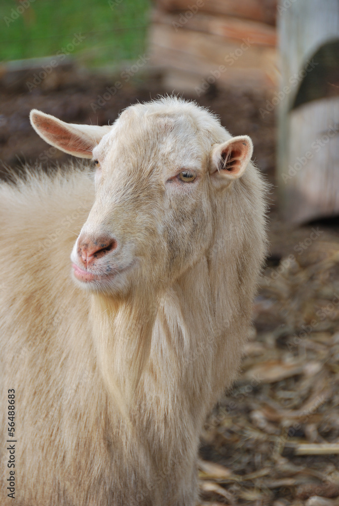 grown goat grown goat