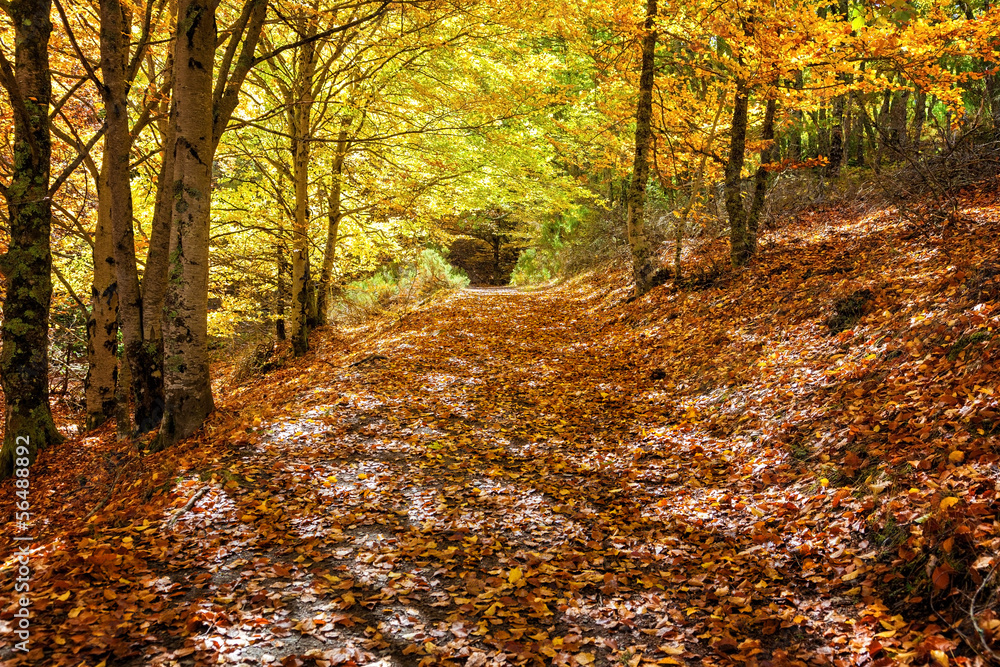 Forest path in the fall. Hayedo de Tejera Negra, Spain
