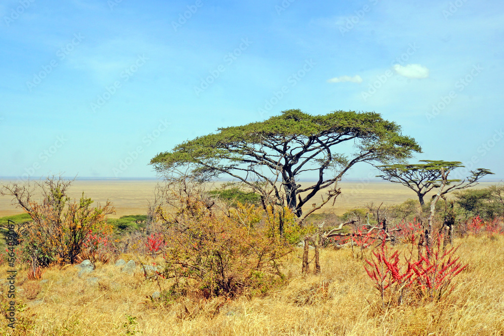 Vegetación en Serengeti. Kenya
