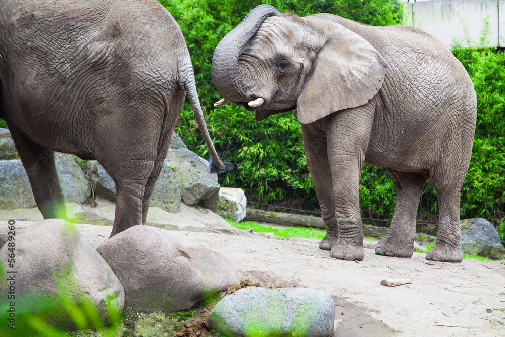 Naklejka premium african bush elephant in zoo