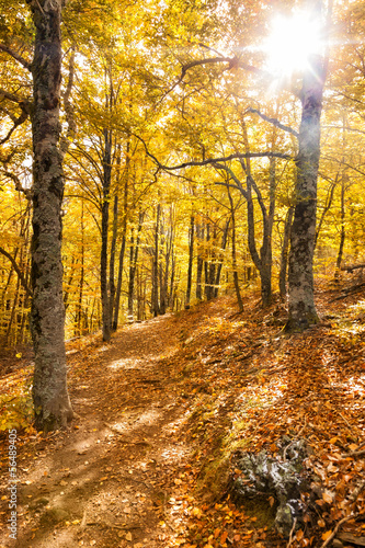 Forest footpath in the fall. Hayedo de Tejera Negra, Spain