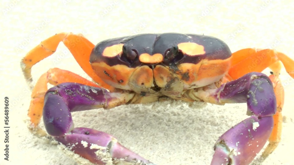 Halloween crab moving in the sand Halloween crab moving in the sand