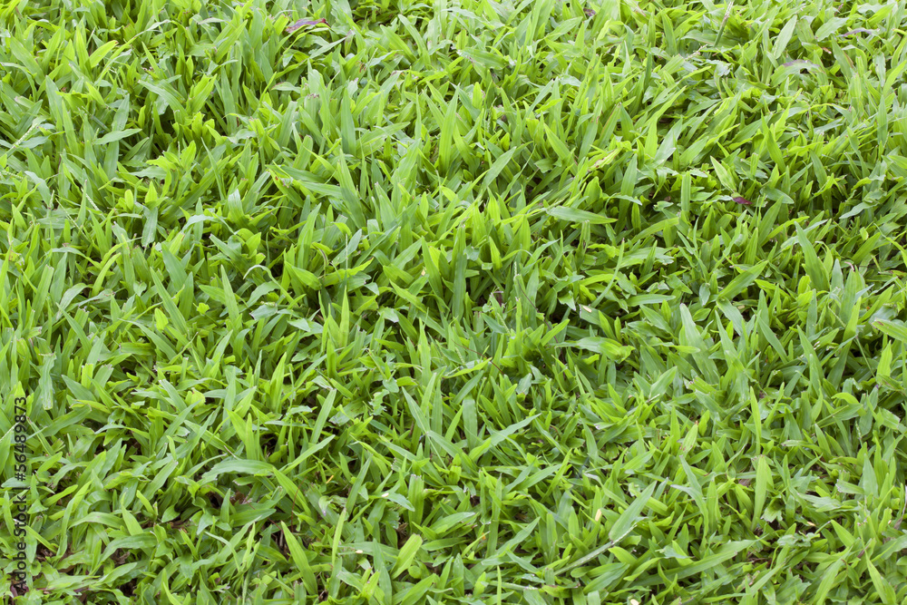 Grass field Grass field