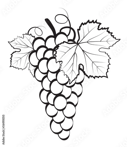 Bunch of grapes on white background