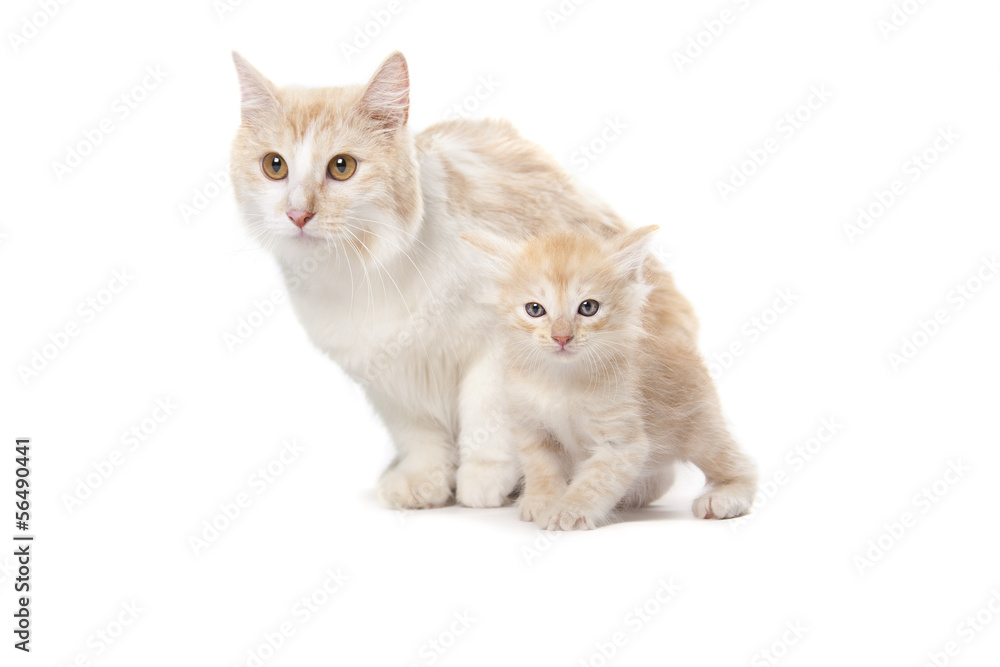 cute adult cat with little kitten isolated over white background