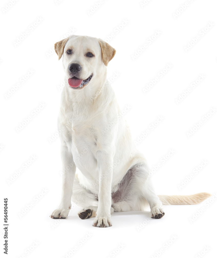 Golden Retriever Golden Retriever