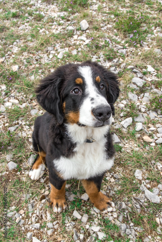 Bernese Mountain Dog puppy in a meadow