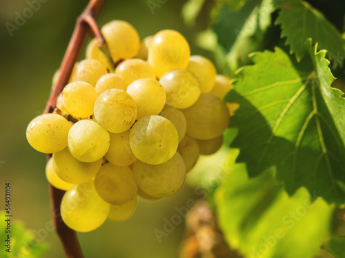 Bunch of ripe white grapes on a vine